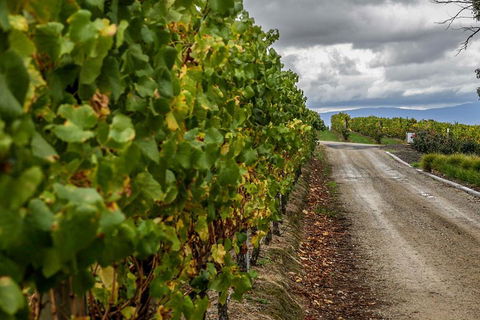 Yarra Valley Public Winery Tours - Accommodation Brisbane 2