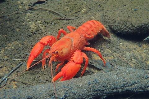 Blue Mountains Empress Canyon Adventure From Wentworth Falls - Accommodation Brisbane 4