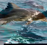 1.5HR Mudjimba Island Wildlife Safari - Accommodation Brisbane