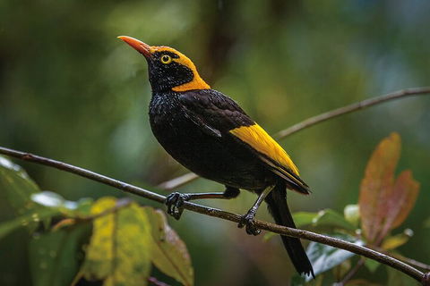 O'Reilly's & Lamington National Park From Gold Coast - Accommodation Brisbane 1