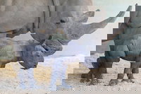 Croc Express to Australia Zoo from Gold Coast, Surfers Paradise