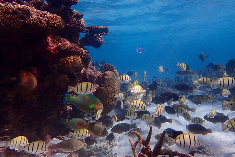 Lagoon Explorer - Ningaloo Reef Full-Day Kayaking And Snorkeling Adventure - Accommodation Brisbane 2