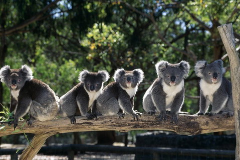 [Private Tour] Healesville Sanctuary Wildlife & Puffing Billy Steam Train - Accommodation Brisbane 0