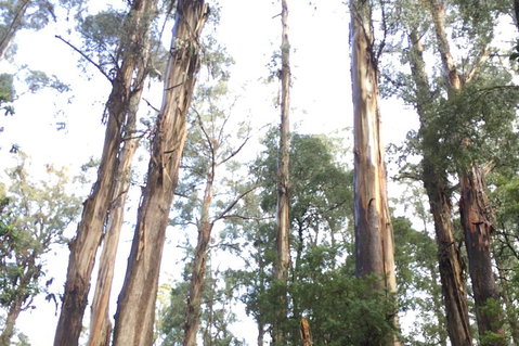 [Private Tour] Healesville Sanctuary Wildlife & Puffing Billy Steam Train - Accommodation Brisbane 1