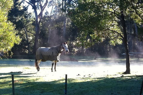 [Private Tour] Healesville Sanctuary Wildlife & Puffing Billy Steam Train - Accommodation Brisbane 4