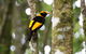 Lamington National Park, O'Reilly's & Vineyard Tour - thumb 4