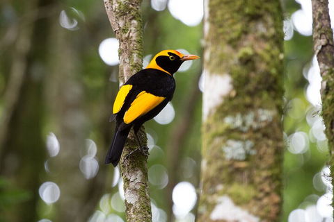 Lamington National Park, O'Reilly's & Vineyard Tour - Accommodation Brisbane 4