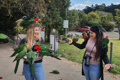 Lamington National Park, O'Reilly's & Vineyard Tour - Accommodation Brisbane 5