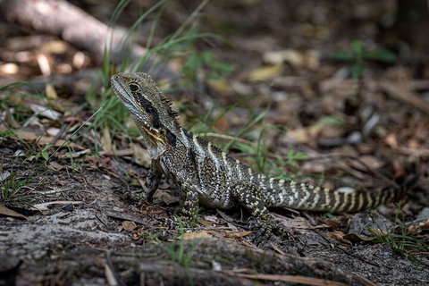 Cape Byron Aboriginal Tour - Accommodation Brisbane 3