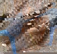 Mt Field National Park Active Day-Trip Including Bonorong and Mt Wellington - Accommodation Brisbane