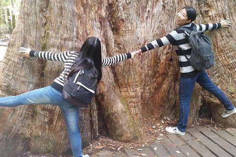 Mt Field National Park Active Day-Trip Including Bonorong And Mt Wellington - Accommodation Brisbane 0