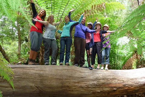 Mt Field National Park Active Day-Trip Including Bonorong And Mt Wellington - Accommodation Brisbane 3
