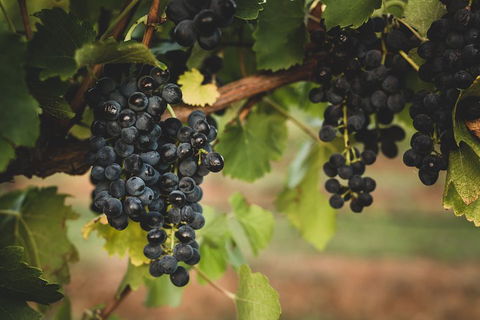 Hideaway Private Tours Hunter Valley- Indulgence Wine Tour (Full Day) - Accommodation Brisbane 3