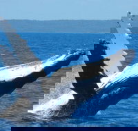 Mooloolaba Whale Watching Tour - Accommodation Brisbane