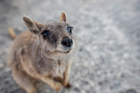 Chillagoe Caves And Outback Day Trip From Cairns - Accommodation Brisbane 2