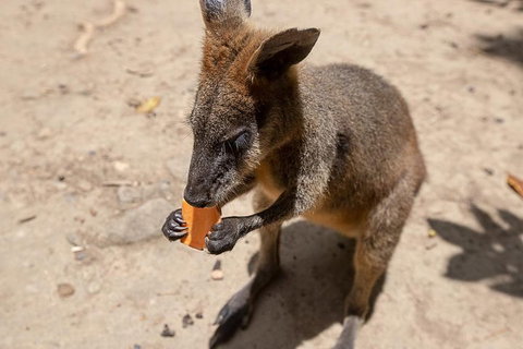 Chillagoe Caves And Outback Day Trip From Cairns - Accommodation Brisbane 5