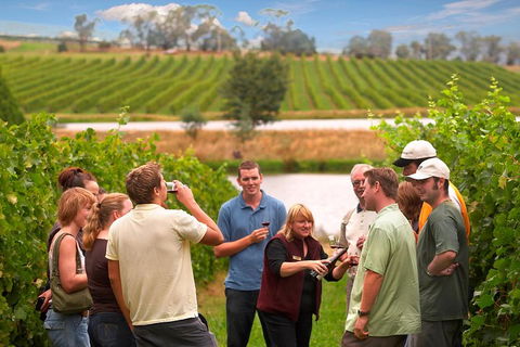 Yarra Valley Balloon Flight And Winery Tour - Accommodation Brisbane 4