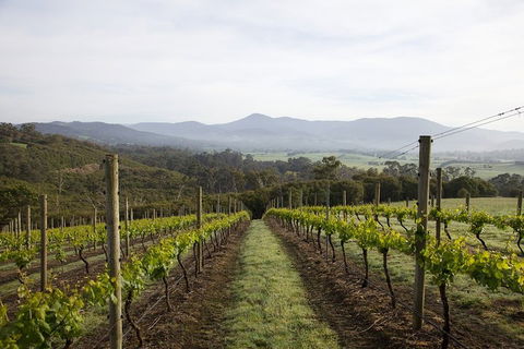Yarra Valley 2-6 Guests Premium Food And Wine Inc Lunch At Dominique Portet - Accommodation Brisbane 1