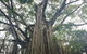 Historic Village Herberton And Tableland Tour - thumb 1