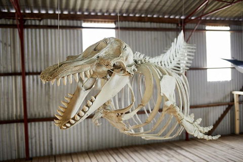 Albany's Whale Story - Accommodation Brisbane 3