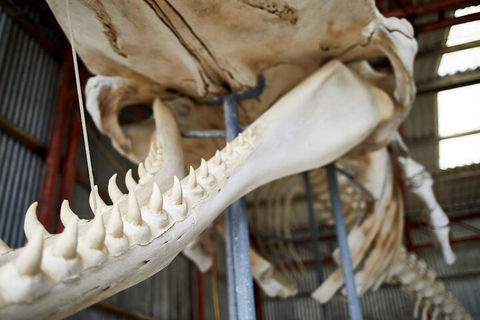 Albany's Whale Story - Accommodation Brisbane 5