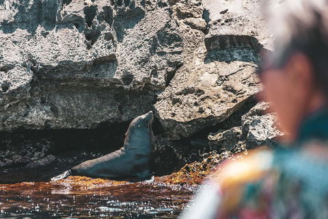 Adventure Rottnest Tour With Ferry & Adventure Cruise From Perth Or Fremantle - Accommodation Brisbane 1
