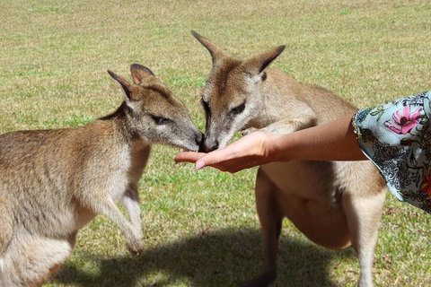 Kuranda Rainforestation & Kuranda Scenic Rail - Accommodation Brisbane 4