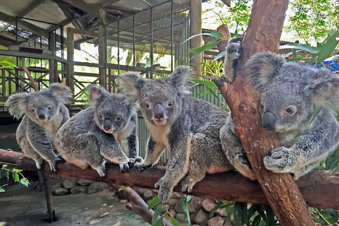 Kuranda Rainforestation & Kuranda Scenic Rail - Accommodation Brisbane 5