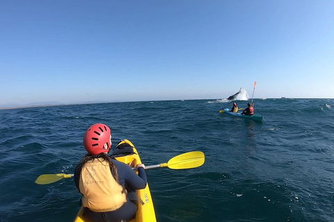 Kayaking With Dolphins In Byron Bay Guided Tour - Accommodation Brisbane 3