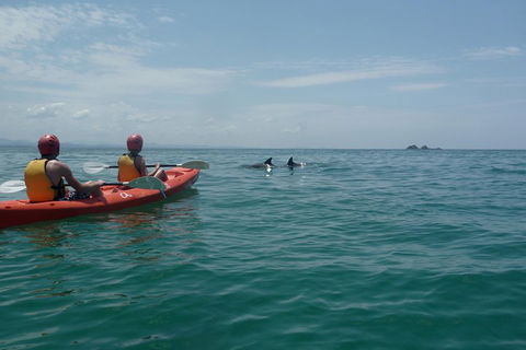 Kayaking With Dolphins In Byron Bay Guided Tour - Accommodation Brisbane 4