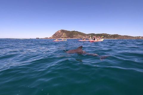 Kayaking With Dolphins In Byron Bay Guided Tour - Accommodation Brisbane 5