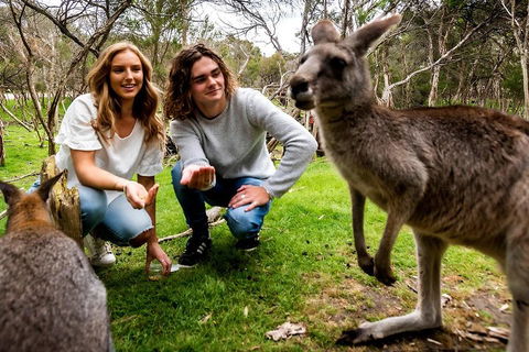 Moonlit Sanctuary Wildlife Conservation Park Daytime General Entry Ticket - Accommodation Brisbane 2