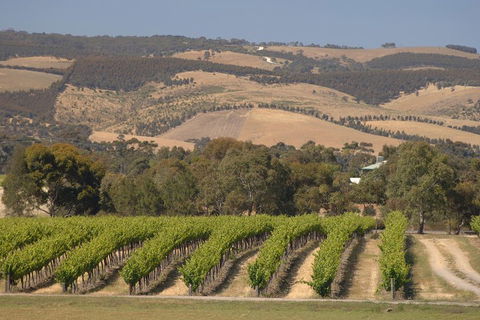 McLaren Vale And Glenelg Wine Tasting And Sightseeing (Half-day Afternoon) - Accommodation Brisbane 2