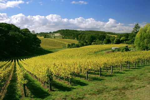 McLaren Vale And Glenelg Wine Tasting And Sightseeing (Half-day Afternoon) - Accommodation Brisbane 4
