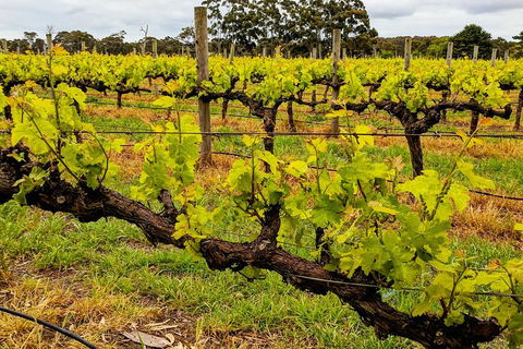 Margaret River Indulge And Discover Day Tour - Accommodation Brisbane 5