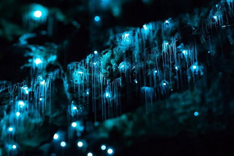 Hinterland Magic & Glow-worm Experience - Accommodation Brisbane 1