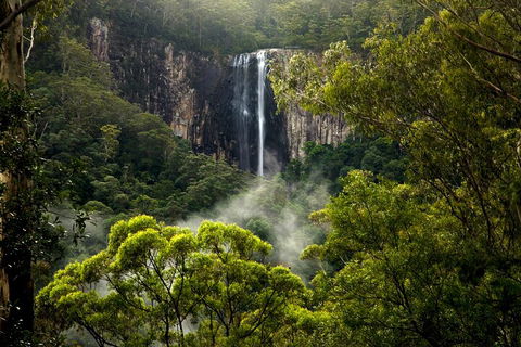 Hinterland Magic & Glow-worm Experience - Accommodation Brisbane 4