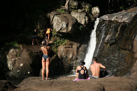 Hinterland Magic & Glow-worm Experience - Accommodation Brisbane 5