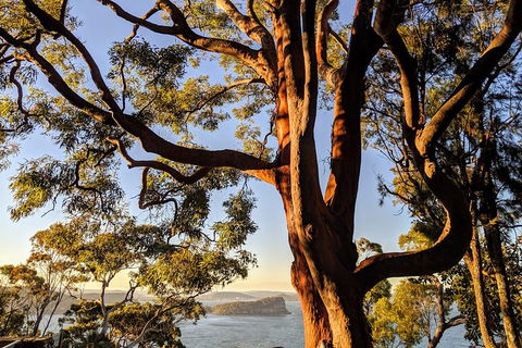 Manly & Sydney's Northern Beaches With 'Personalised Sydney Tours' - Accommodation Brisbane 4