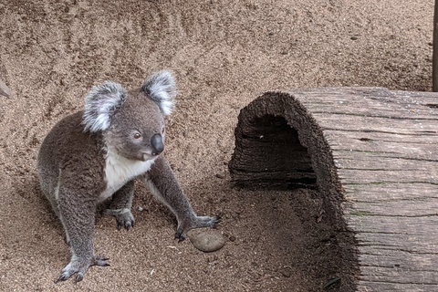 Australian Wildlife & Waterfalls Private Tour With 'Personalised Sydney Tours' - Accommodation Brisbane 0