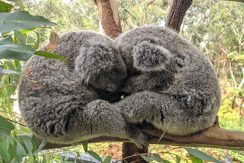 Australian Wildlife & Waterfalls Private Tour With 'Personalised Sydney Tours' - Accommodation Brisbane 2