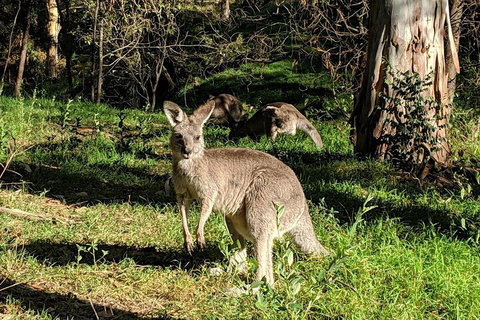 Australian Wildlife & Waterfalls Private Tour With 'Personalised Sydney Tours' - Accommodation Brisbane 3