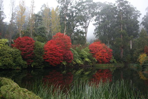 LGBT+ Friendly Full Day Yarra Valley & Dandenong Ranges Private Tour - Accommodation Brisbane 2