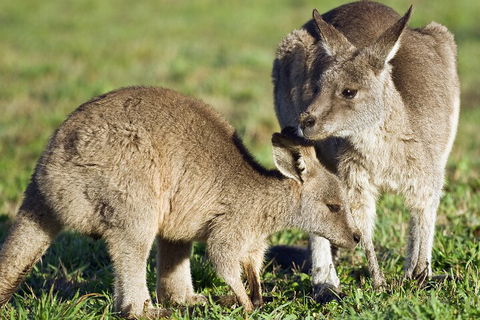 LGBT+ Friendly Full Day Phillip Island Private Tour - Accommodation Brisbane 3