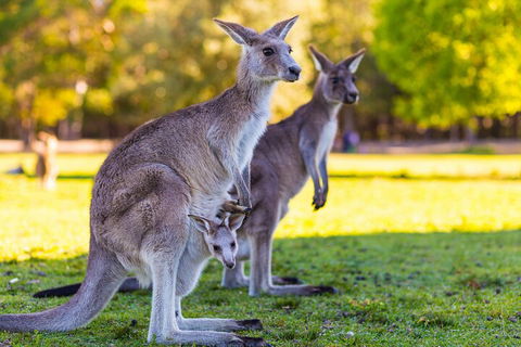 LGBT+ Friendly Full Day Phillip Island Private Tour - Accommodation Brisbane 4