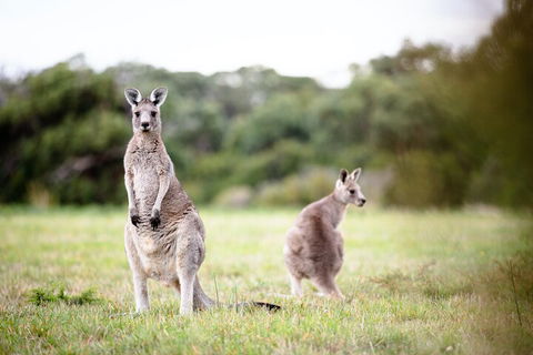 LGBT+ Friendly 3 Day Tour The Grampians, Daylesford & Ballarat - Accommodation Brisbane 2