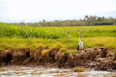 Darwin City Sights And Jumping Crocodile Cruise - Accommodation Brisbane 2