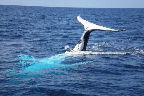 Whale Watching Jervis Bay - Accommodation Brisbane 0
