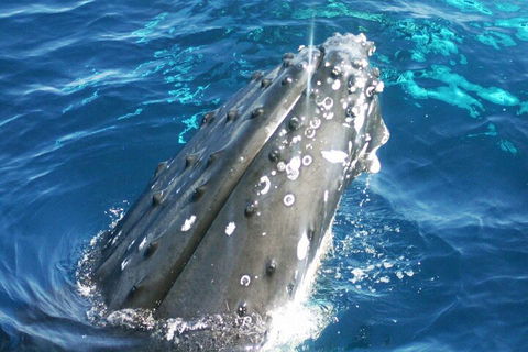Whale Watching Jervis Bay - Accommodation Brisbane 3