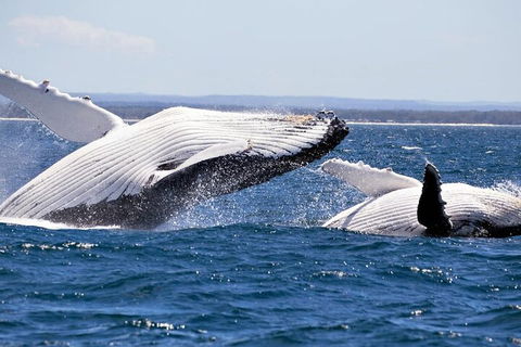 Whale Watching Jervis Bay - Accommodation Brisbane 5